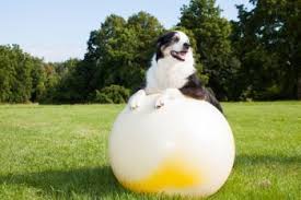 Dog exercise is important. This image is a Dog exercising on a large exercise ball
